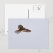 Carte Postale Kestrel (Devant / Derrière)