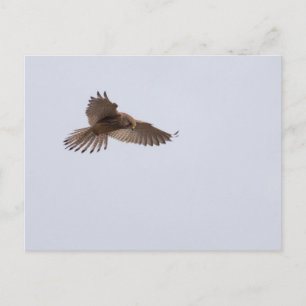 Carte Postale Kestrel