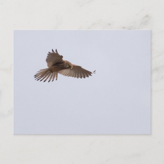 Carte Postale Kestrel (Devant)