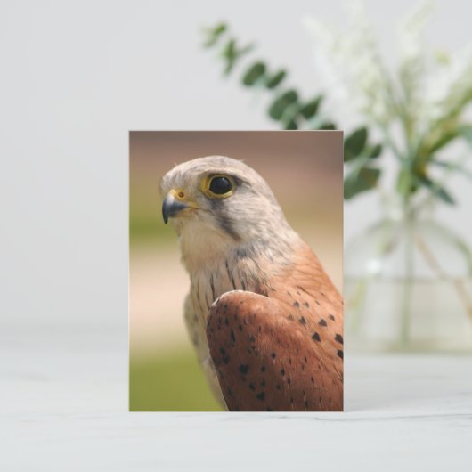 Carte Postale Kestrel (Debout devant)