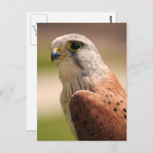 Carte Postale Kestrel (Devant / Derrière)