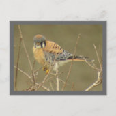 Carte postale Kestrel (Devant)