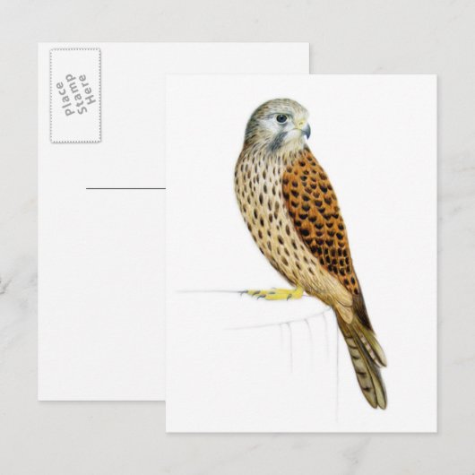 Carte Postale Kestrel 2011 (Devant / Derrière)