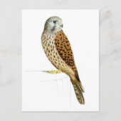 Carte Postale Kestrel 2011 (Devant)