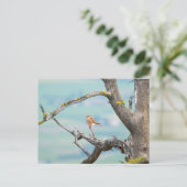 Carte Postale Kestrel américain (Debout devant)