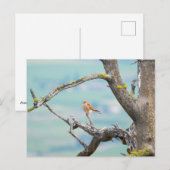 Carte Postale Kestrel américain (Devant / Derrière)