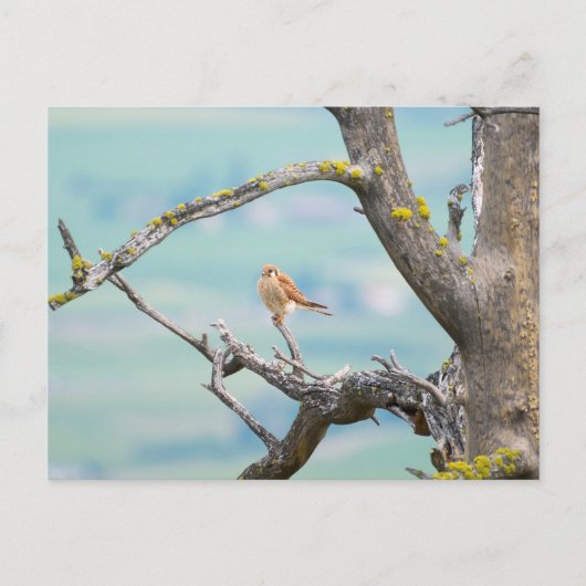 Carte Postale Kestrel américain (Devant)
