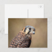 Carte Postale Kestrel américain (Devant / Derrière)
