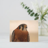 Carte Postale Kestrel américain (Debout devant)