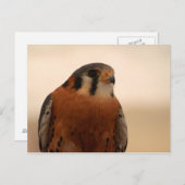 Carte Postale Kestrel américain (Devant / Derrière)