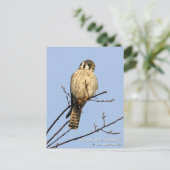 Carte Postale Kestrel américain (Debout devant)