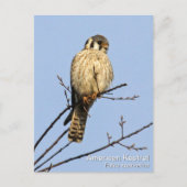 Carte Postale Kestrel américain (Devant)