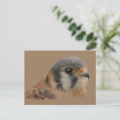 Carte Postale Kestrel américain (Debout devant)