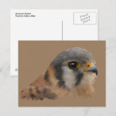 Carte Postale Kestrel américain (Devant / Derrière)