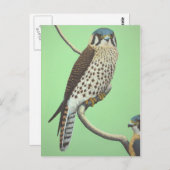 Carte Postale Kestrel américain (Devant / Derrière)
