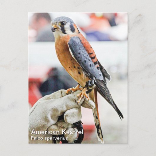 Carte Postale Kestrel américain (Devant)