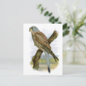 Carte Postale Kestrel commun - Falco tinnunculus (Debout devant)
