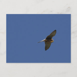 Carte Postale Kestrel, Turmfalke, falco tinnunculus