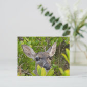 Carte postale Key Deer (Debout devant)