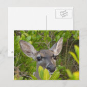 Carte postale Key Deer (Devant / Derrière)