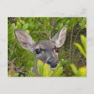 Carte postale Key Deer