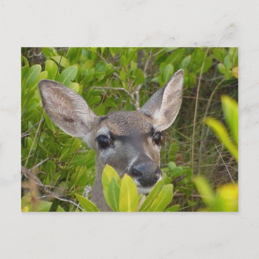 Carte postale Key Deer (Devant)