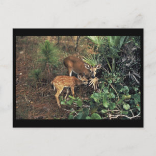 Carte Postale Key Deer