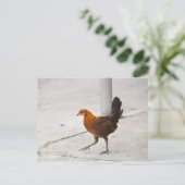 Carte postale Key West Chicken On Sidewalk Florida (Debout devant)
