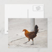 Carte postale Key West Chicken On Sidewalk Florida (Devant / Derrière)