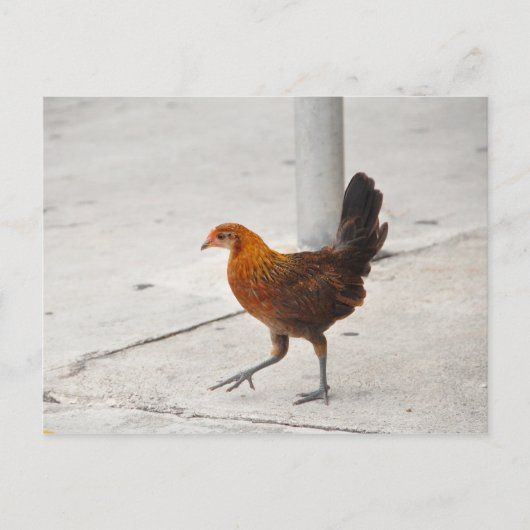 Carte postale Key West Chicken On Sidewalk Florida (Devant)