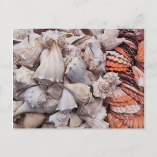 Carte Postale Key West, coquillages