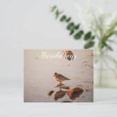 Carte Postale Key West Shorebird Reflection Florida Keys (Debout devant)