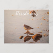 Carte Postale Key West Shorebird Reflection Florida Keys (Devant)