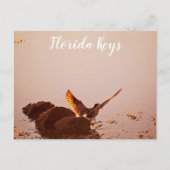 Carte Postale Key West Shorebird Sunset Rocks Keys de Floride (Devant)