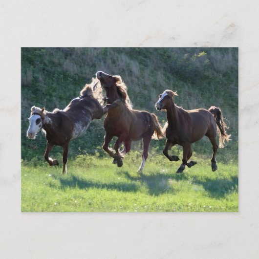 Carte Postale Kicking (Devant)