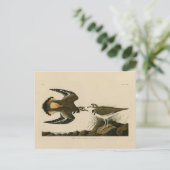 Carte Postale Kildeer Plover (Killdeer) Audubon Birds of America (Debout devant)