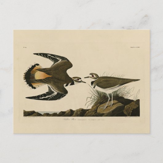 Carte Postale Kildeer Plover (Killdeer) Audubon Birds of America (Devant)