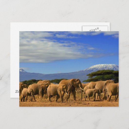 Carte Postale Kilimanjaro et éléphants (Devant / Derrière)