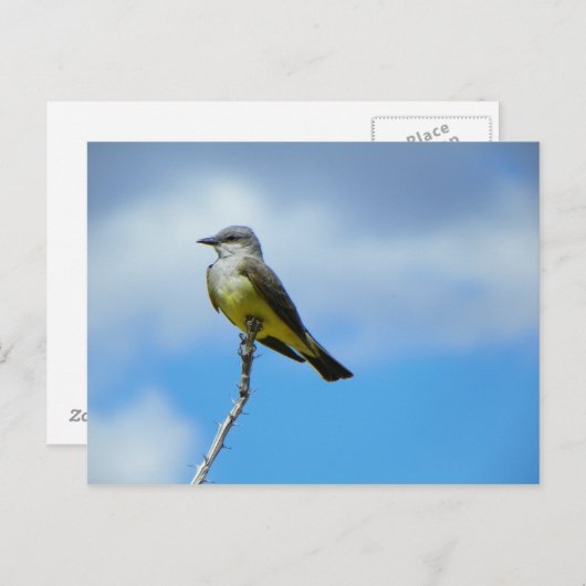 Carte Postale King Bird (Devant / Derrière)