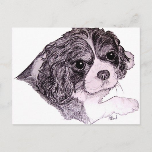 Carte postale King Charles Cavalier Spaniel (Devant)
