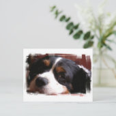 Carte postale King Charles Cavalier Spaniel (Debout devant)