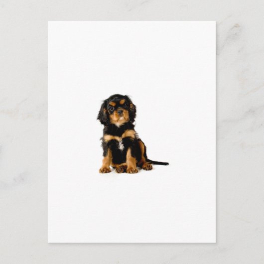 Carte Postale King Charles Spaniel Noir & Tan (Devant)