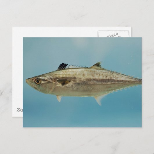 Carte Postale King Mackerel (Devant / Derrière)