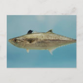 Carte Postale King Mackerel (Devant)