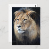 Carte Postale King Of The Jungle Two Lion (Devant / Derrière)