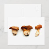 Carte Postale King oyster mushroom (Devant / Derrière)