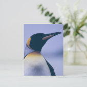 Carte Postale King Penguin (Debout devant)