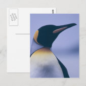 Carte Postale King Penguin (Devant / Derrière)