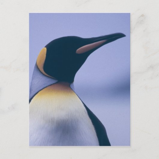 Carte Postale King Penguin (Devant)