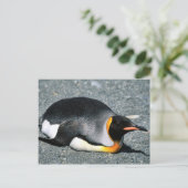Carte Postale King Penguin sur la plage (Debout devant)